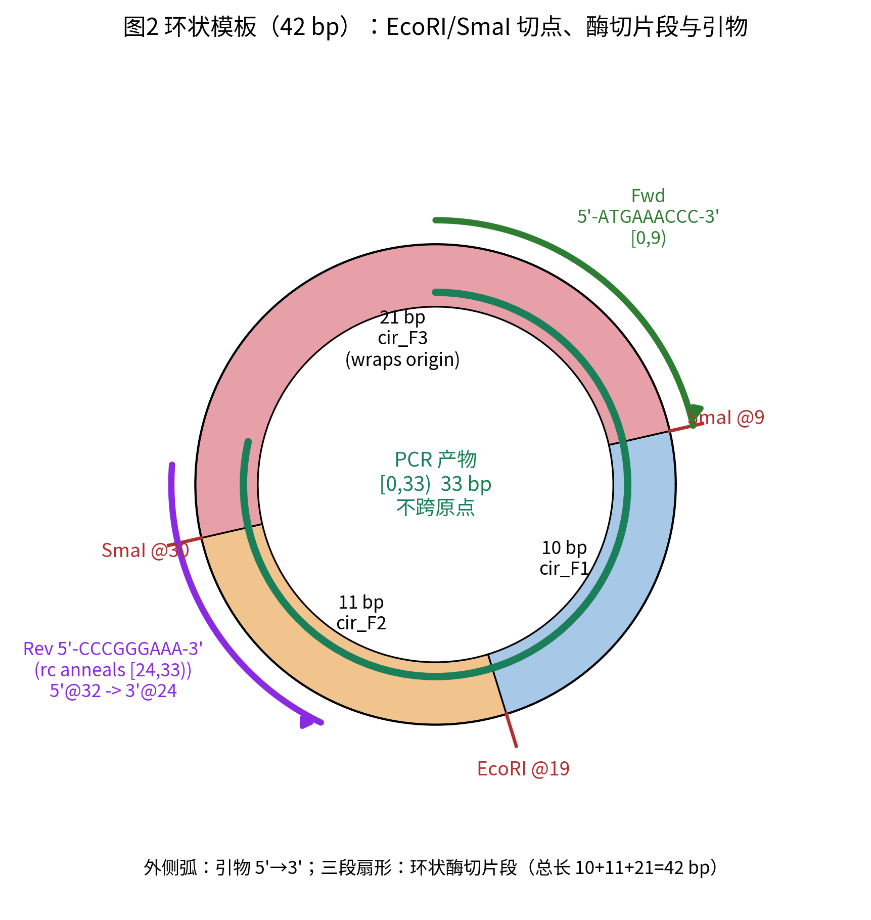 环状模板的酶切与引物图谱